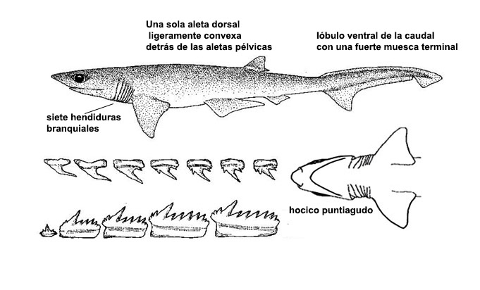 Heptranchias perlo_07.jpg